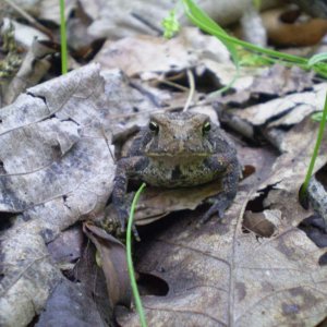 American toad: central Indiana