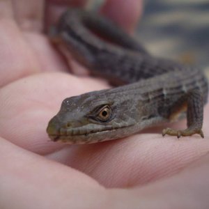 Southern Alligator Lizard: southern California coastal area