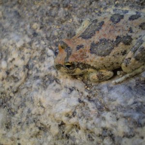 Canyon Tree Frog: desert stream in southern California