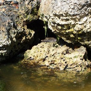 juvenile American crocodile: southern Florida kayak trip