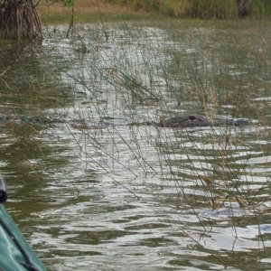 sharing a narrow section of a pond with an alligator: southern Florida