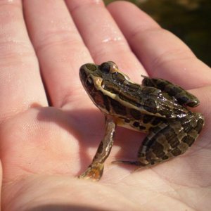 leopard frog: central Indiana