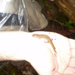 (unidentified) salamander: Great Smoky Mountain backcountry