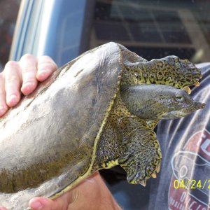 spiny softshell turtle (female): highway rescue in northern Indiana