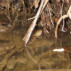 northern water snake: central Indiana