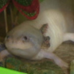 they seem to be shrivelling up sorry about spelling