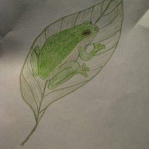 Green Tree Frog
Drawn with colored pencil