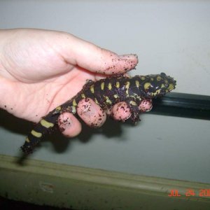 Otis Tiger Salamander
