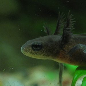 Orientalis larva portrait