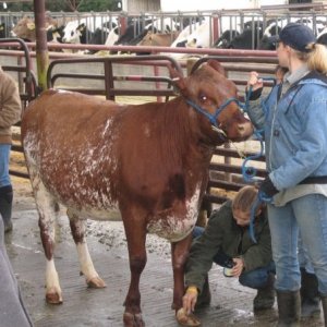 A little hoof polish never hurt anyone