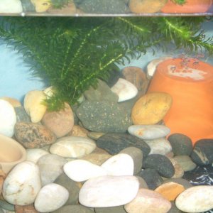 new tank layout plant and bowl