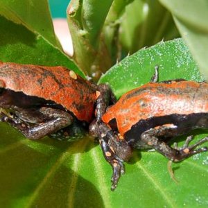 Phrynomantis microps