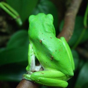 Green Tree Frog Skin Texture