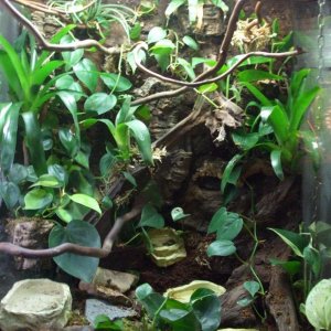 Jungle Woodland