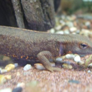 Hong Kong Warty Newt