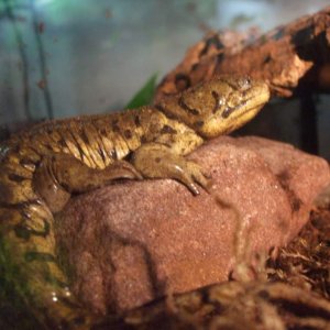 Tubby on a rock