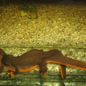 T.granulosa ukiah koppel eerste keer amplexus 1 sept 2009 (6) [800x600]