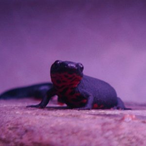 newt - tfhe name my grandson suggested when I asked him to name my newt. The other one is newty!!