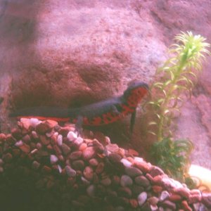 newty - newts partner in  the tank.