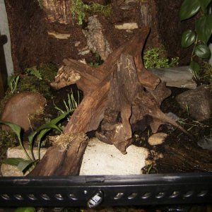 this is a more recent photo of my T.Shanjing setup. The newts have been added. And as you can see, the ferns have died down quiet a bit.