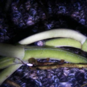 Egg 1