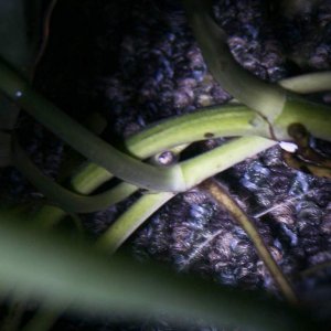 egg 2