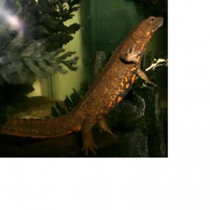 Warty