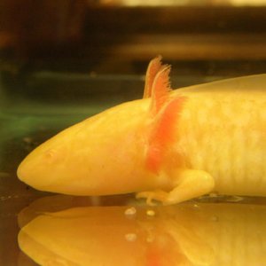 when i first got him, there was nothing in its tank.
but later one i got him substrate.