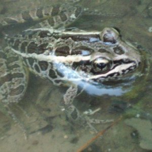 Leopard Frog- Ringwood State Park, NJ