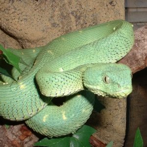 West African Bush Viper