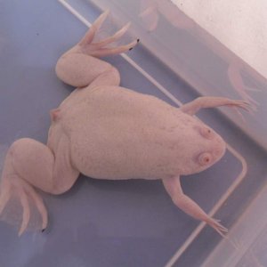 Pinkbert Pinkbert was bought, along with another pink frog (who died of a  nasty bout of bloat which I could not, for the life of me, cure) from a  ques | Caudata.org: