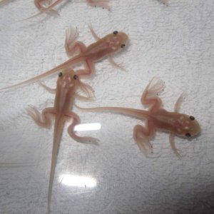 My Clawed Frogs :) | Caudata.org: Newts and Salamanders Portal