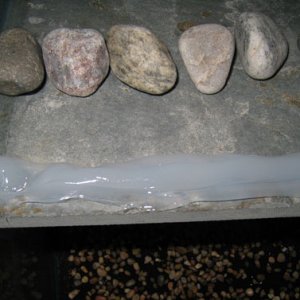 caulk rocks