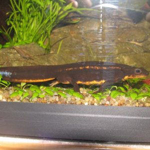 orientalis tank session