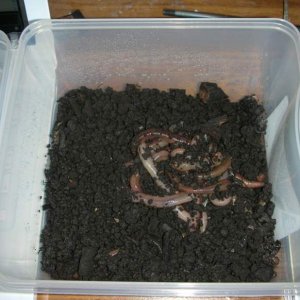 bucket of worms