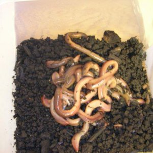 my bucket of worms