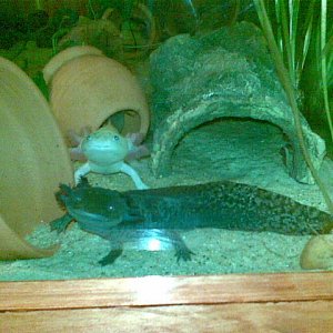 Francis (front) Ferdinand (back)