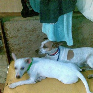 Jessica (back) Jekyll (front)