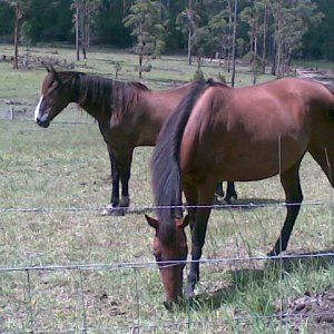 Ally (front) Murphy (back)