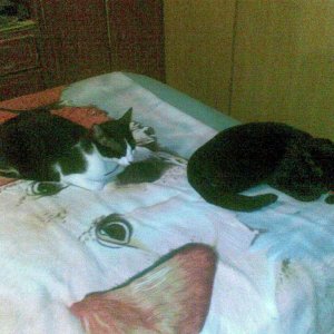 Zelda (pure black) Marius (black and white)