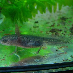 Triturus dobrogicus dobrogicus, larva.