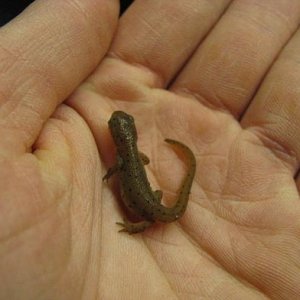 large eft with adult coloration coming in welll