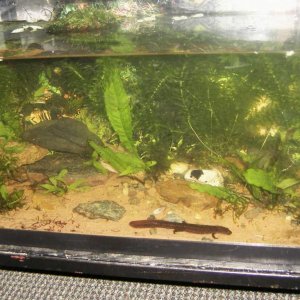 P.Labiatus home