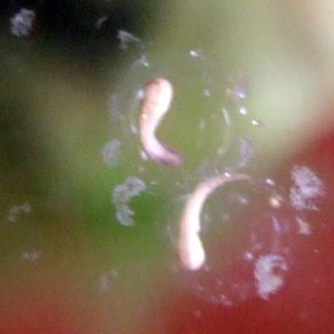 african dwarf frog eggs