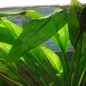 african dwarf frog parent and offspring
