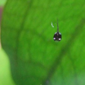 african dwarf frog tadpole