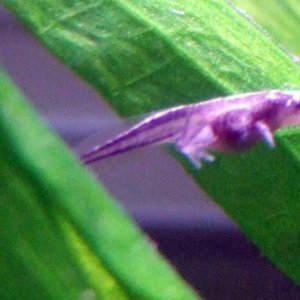 african dwarf frog tadpole