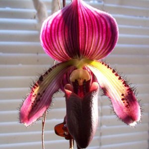 Phragmipedium