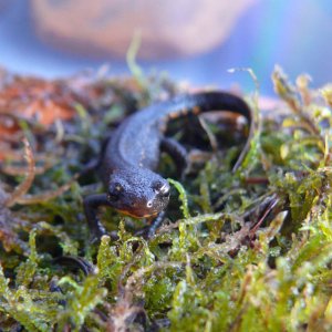 Juvenile Cynops pyrrhogaster