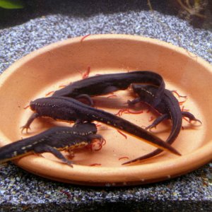 Cynops pyrrhogaster - feeding time